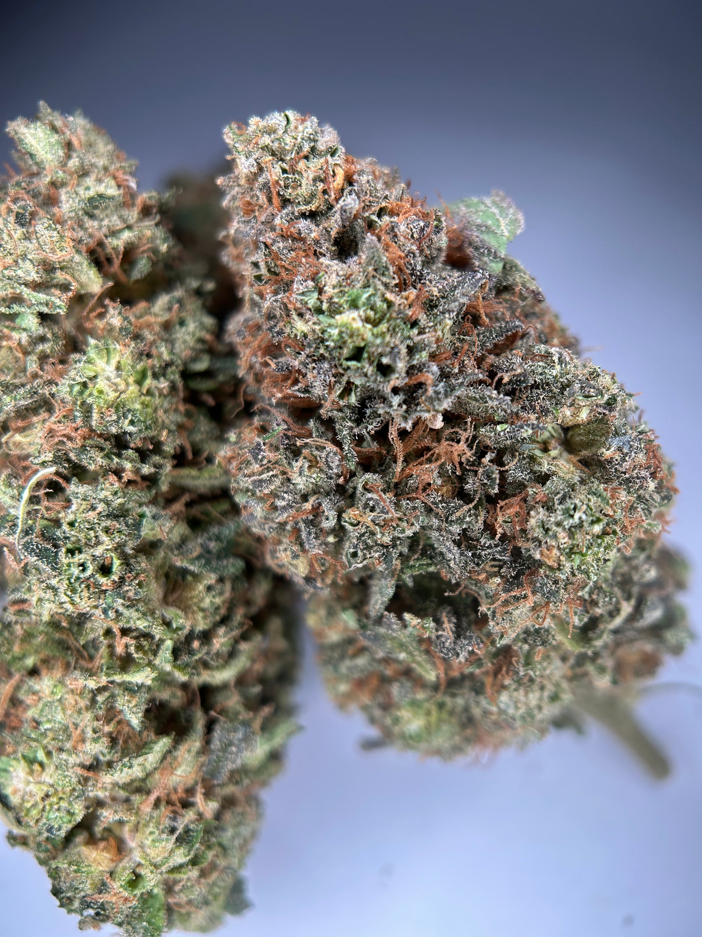 Relish pomme INDOOR organique originale Growing 🇫🇷