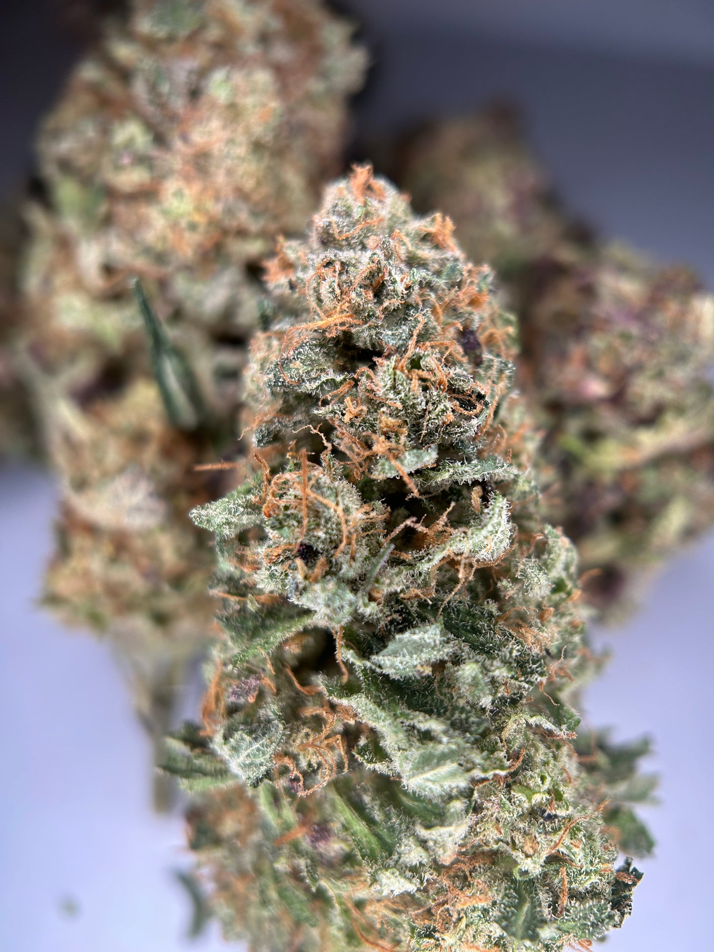 Orange fritter INDOOR organique originale Growing 🇫🇷