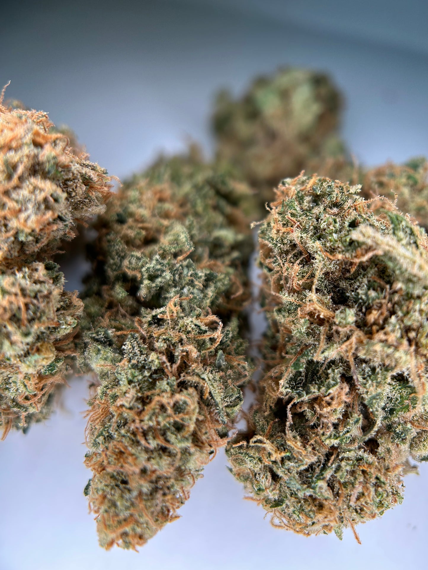 SOUR BAIE INDOOR Happy Pousse 🇫🇷