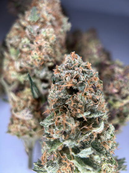 Orange fritter INDOOR organique originale Growing 🇫🇷