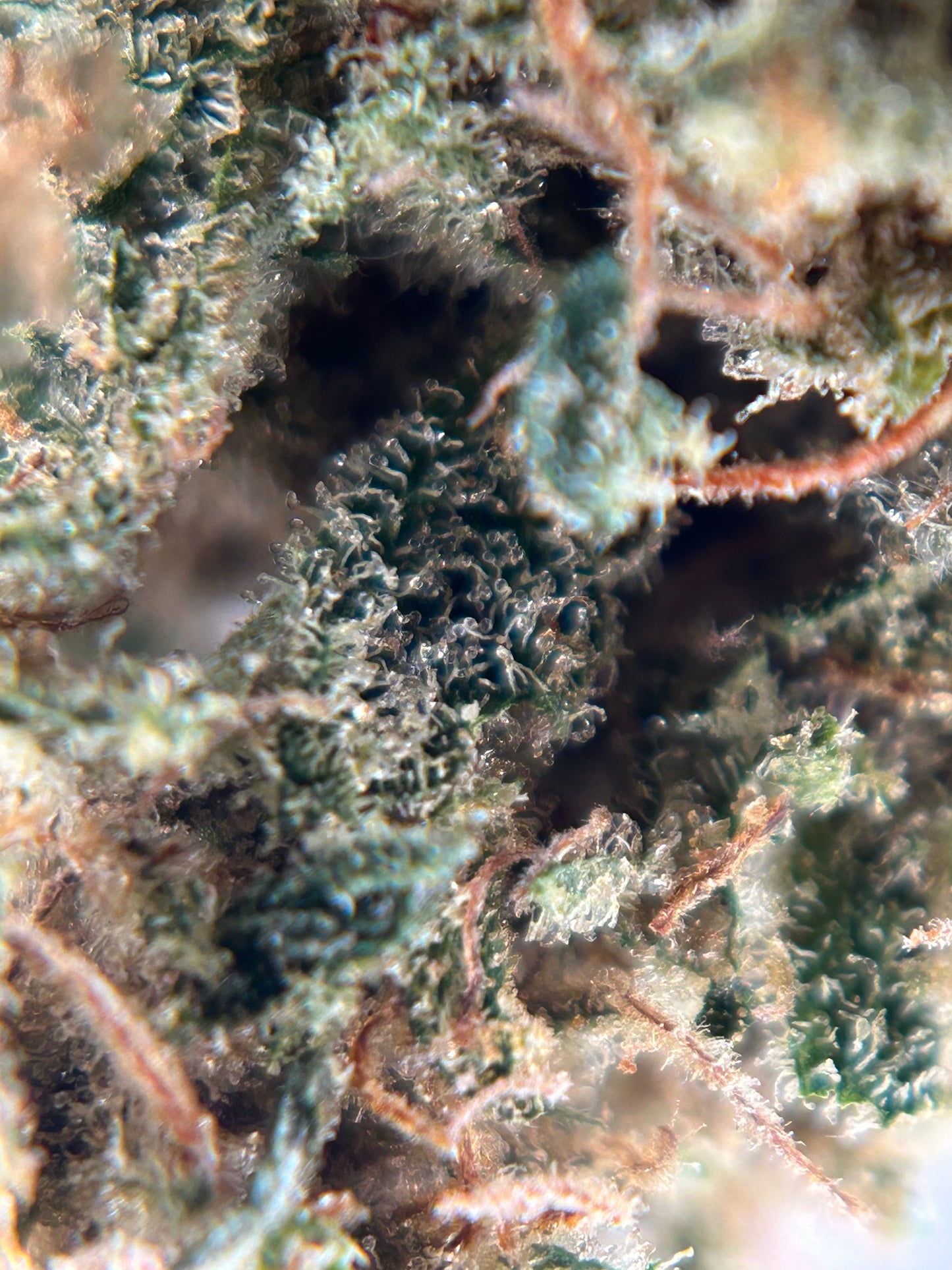 SOUR BAIE INDOOR Happy Pousse 🇫🇷