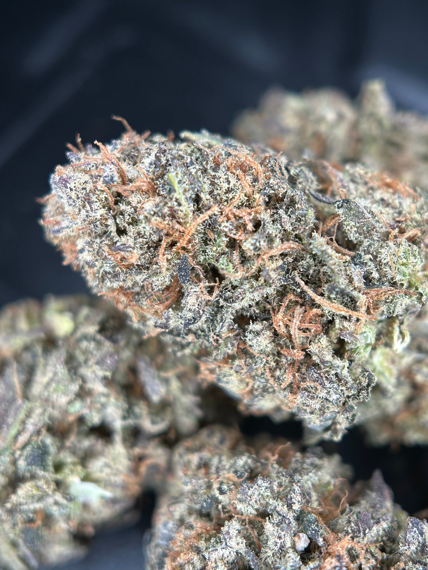 CALI DREAM INDOOR