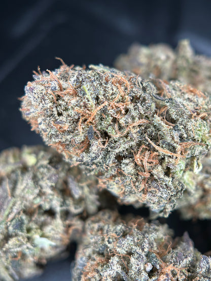 CALI DREAM INDOOR