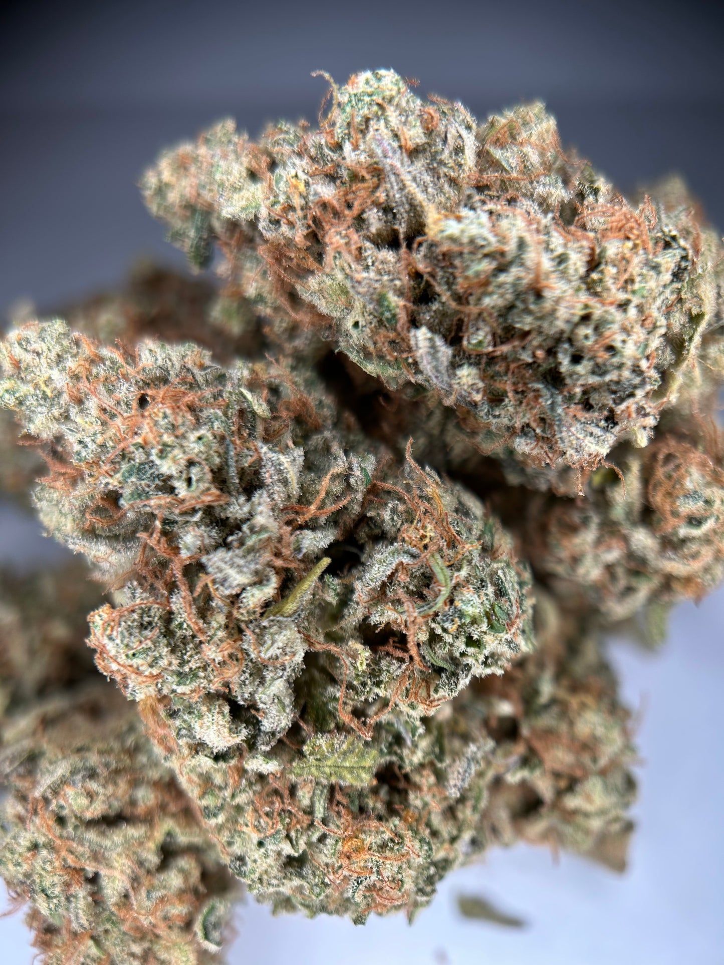 LEMON GRÂCE INDOOR ORGANIQUE Happy Pousse 🇫🇷