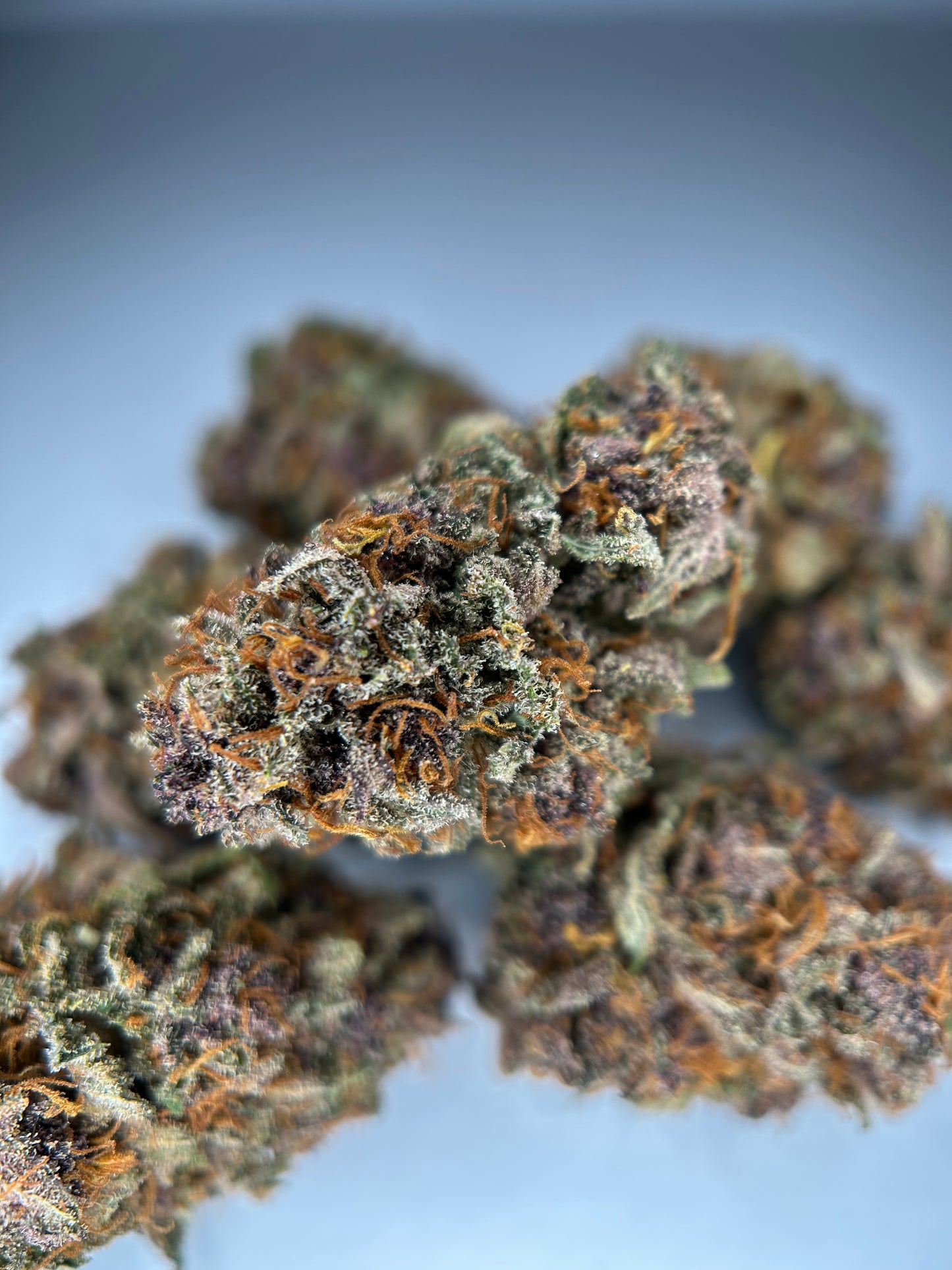 BLUEDORY INDOOR living soil La dame de Caro 🇫🇷