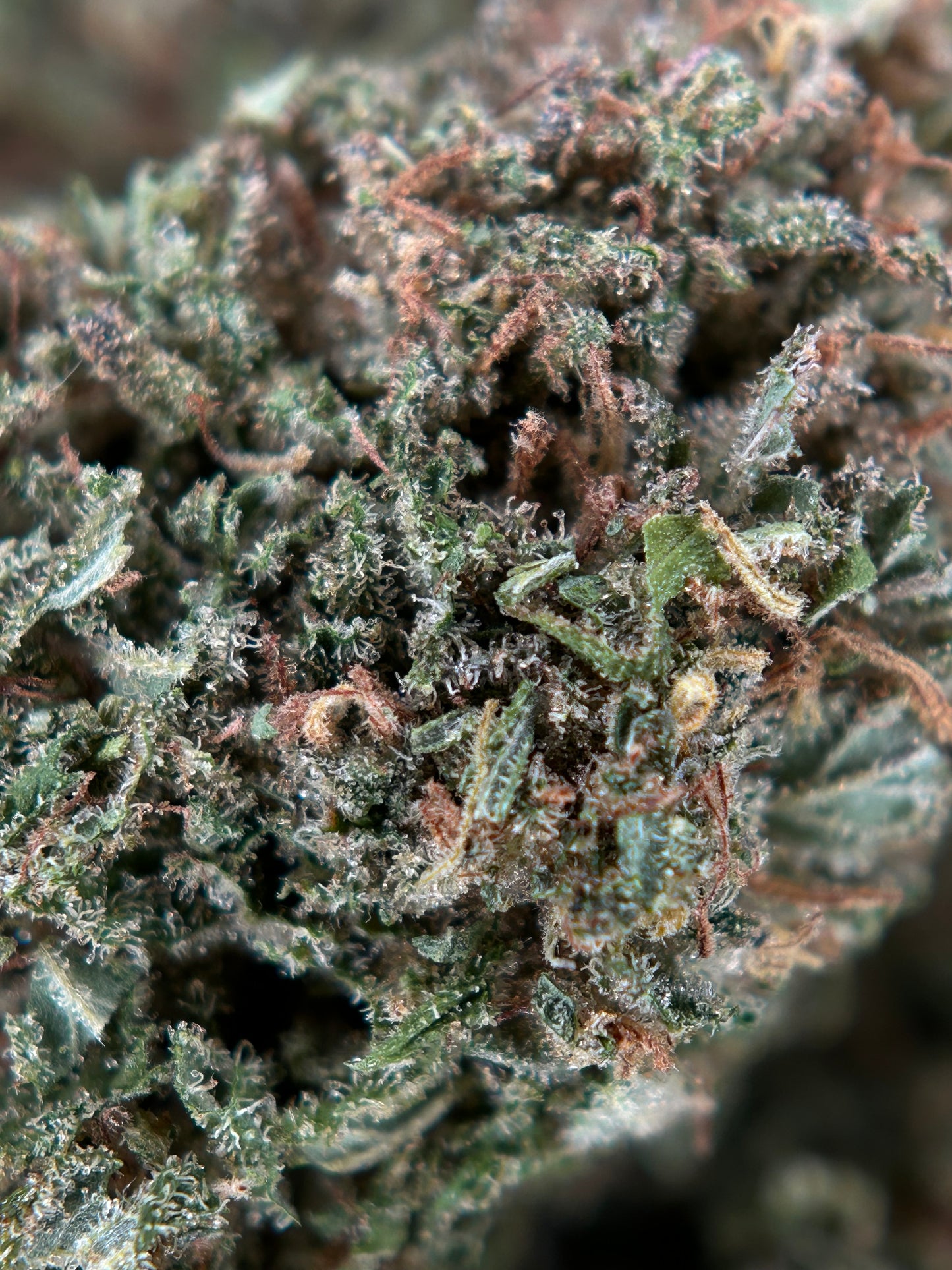 GOD FATHER OG OUTDOOR LIVING SOIL La tête à l’ouest 🇫🇷