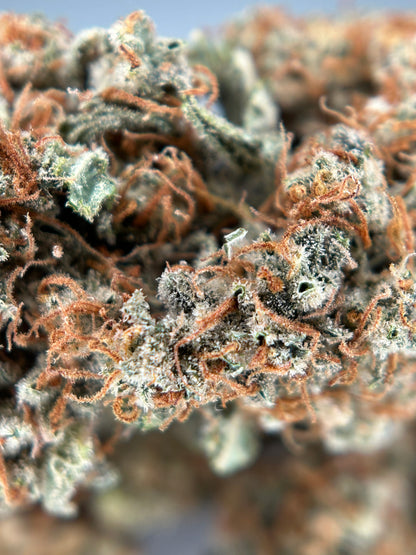 FRUIT DU DÉMON INDOOR LIVING SOIL La Dame de Caro 🇫🇷