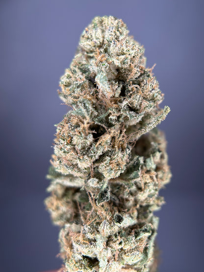 DARK SAPHIR GREENHOUSE         Happy pousse 🇫🇷