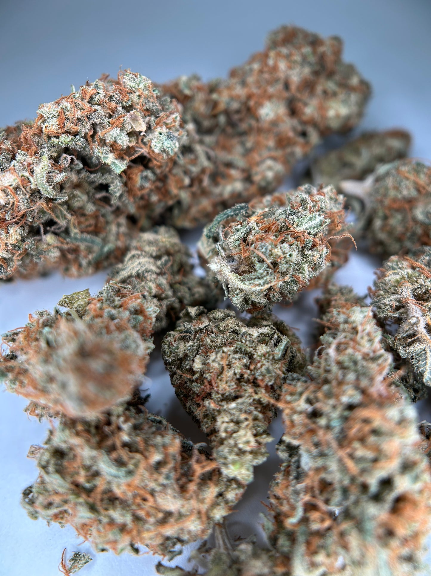 FRUIT DU DÉMON INDOOR LIVING SOIL La Dame de Caro 🇫🇷