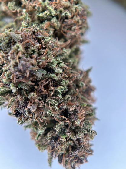 STRAWBERRY DAUGHUNTS OUTDOOR LIVING SOIL La tête à l’ouest 🇫🇷