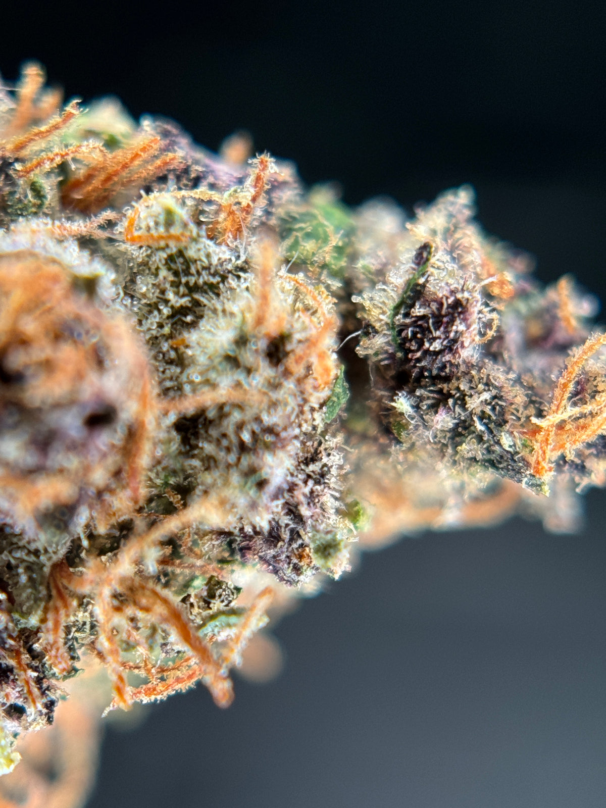 FORBIDDEN FRUIT