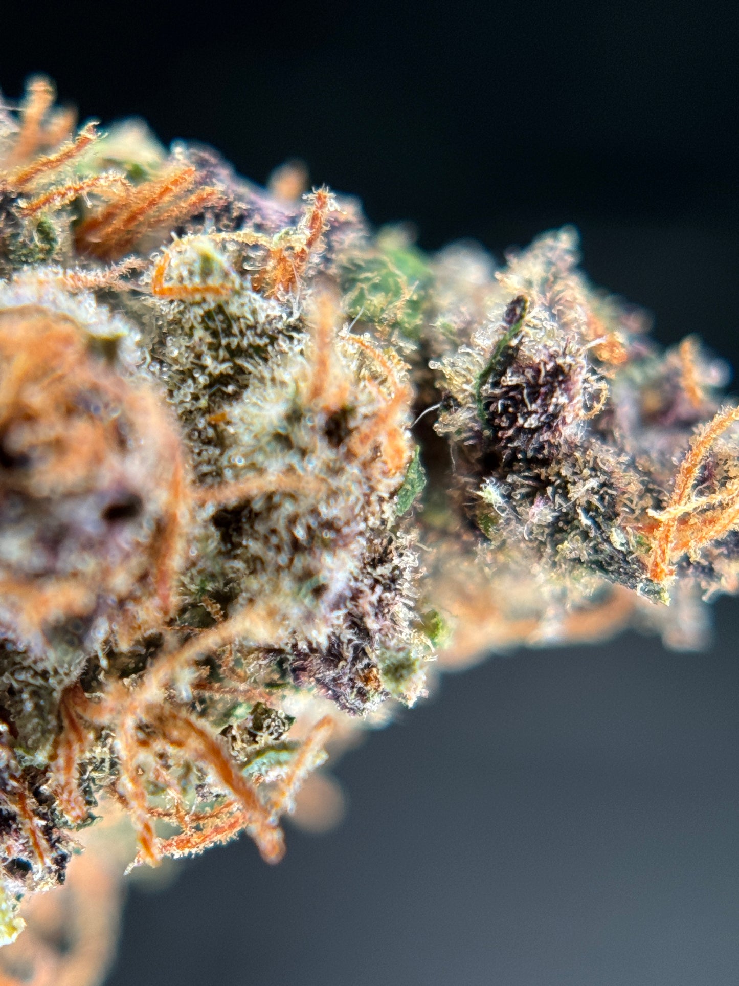 Forbidden Fruit Indoor
