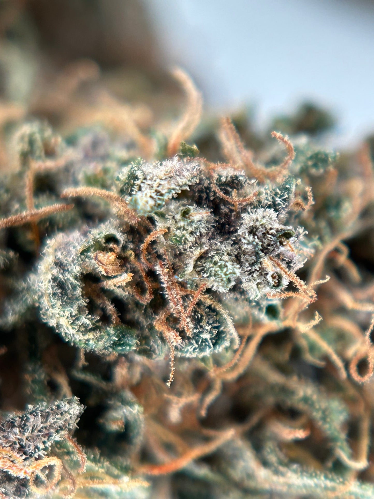 OCARINA OF GAZ INDOOR LIVING SOIL La Dame de Caro🇫🇷