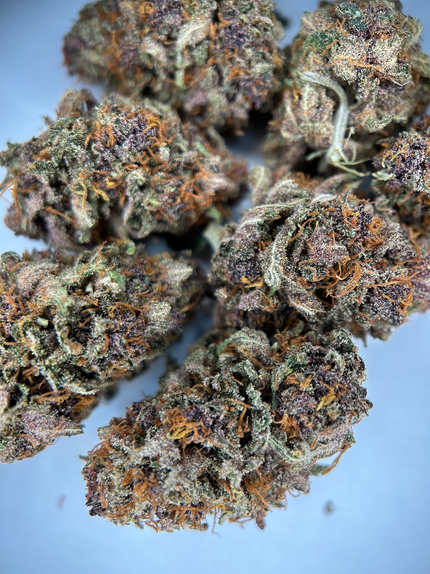 BLUEDORY INDOOR living soil La dame de Caro 🇫🇷