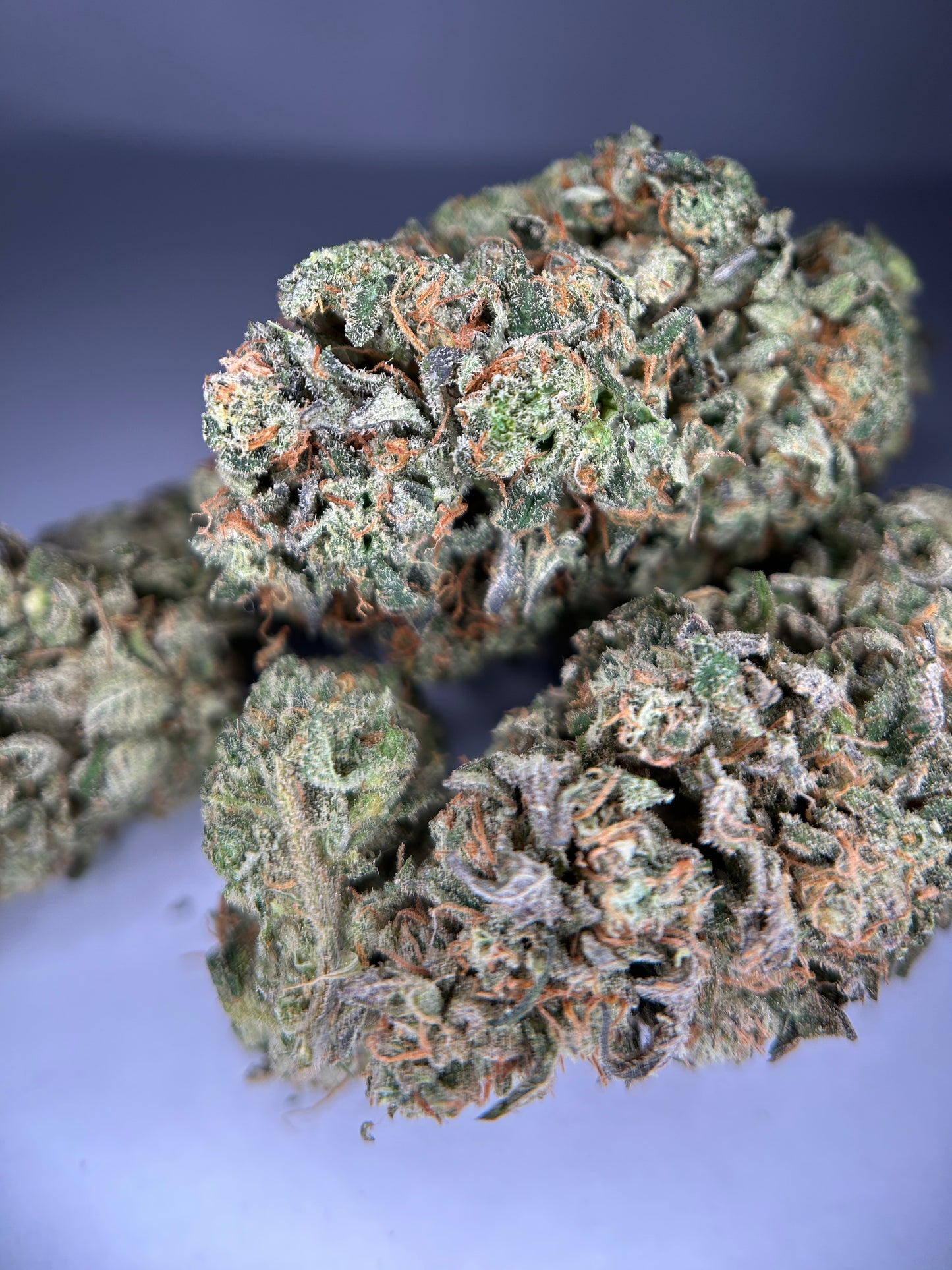 Unicorn Terrine INDOOR organique originale Growing 🇫🇷