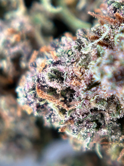 RAINBOW SHERBET Outdoor living soil La tête à l’ouest 🇫🇷