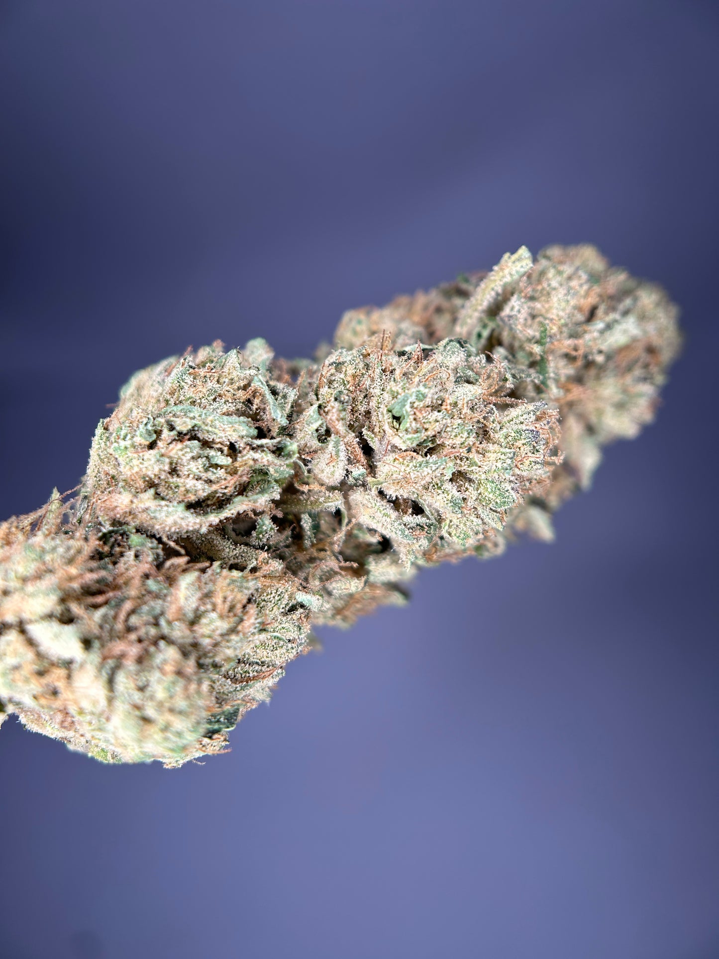 DARK SAPHIR GREENHOUSE         Happy pousse 🇫🇷