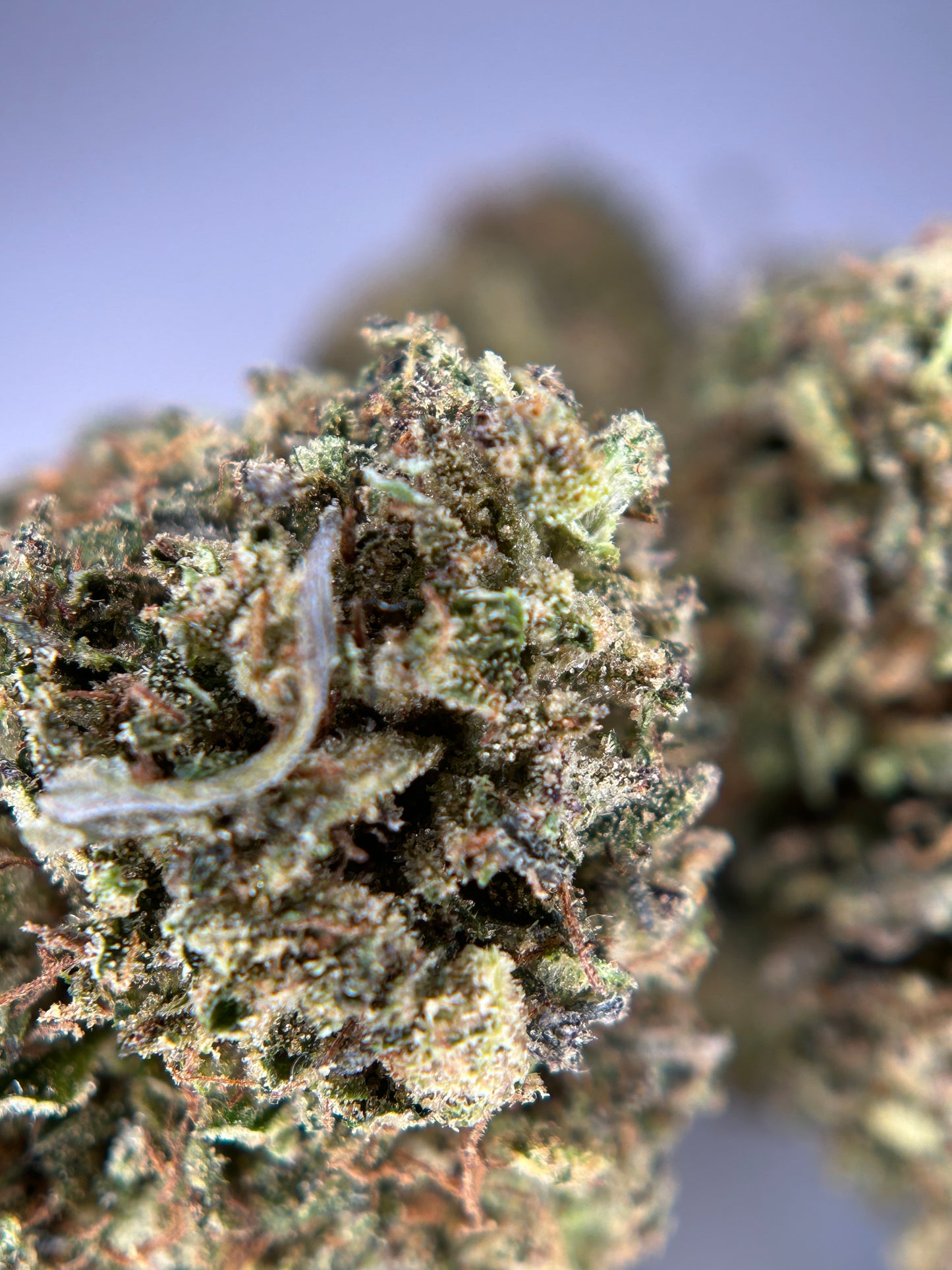 ZOMBIE FLOW Outdoor living soil La tête à l’ouest 🇫🇷