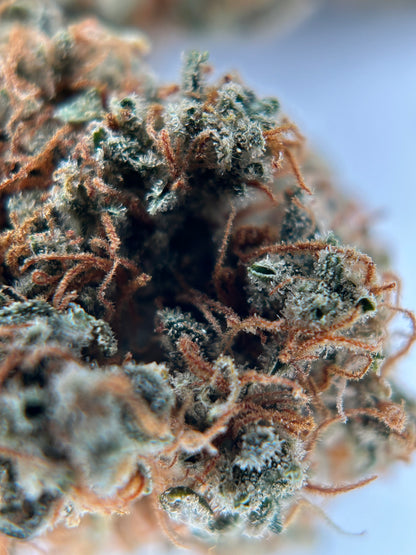 FRUIT DU DÉMON INDOOR LIVING SOIL La Dame de Caro 🇫🇷