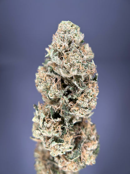 DARK SAPHIR GREENHOUSE         Happy pousse 🇫🇷