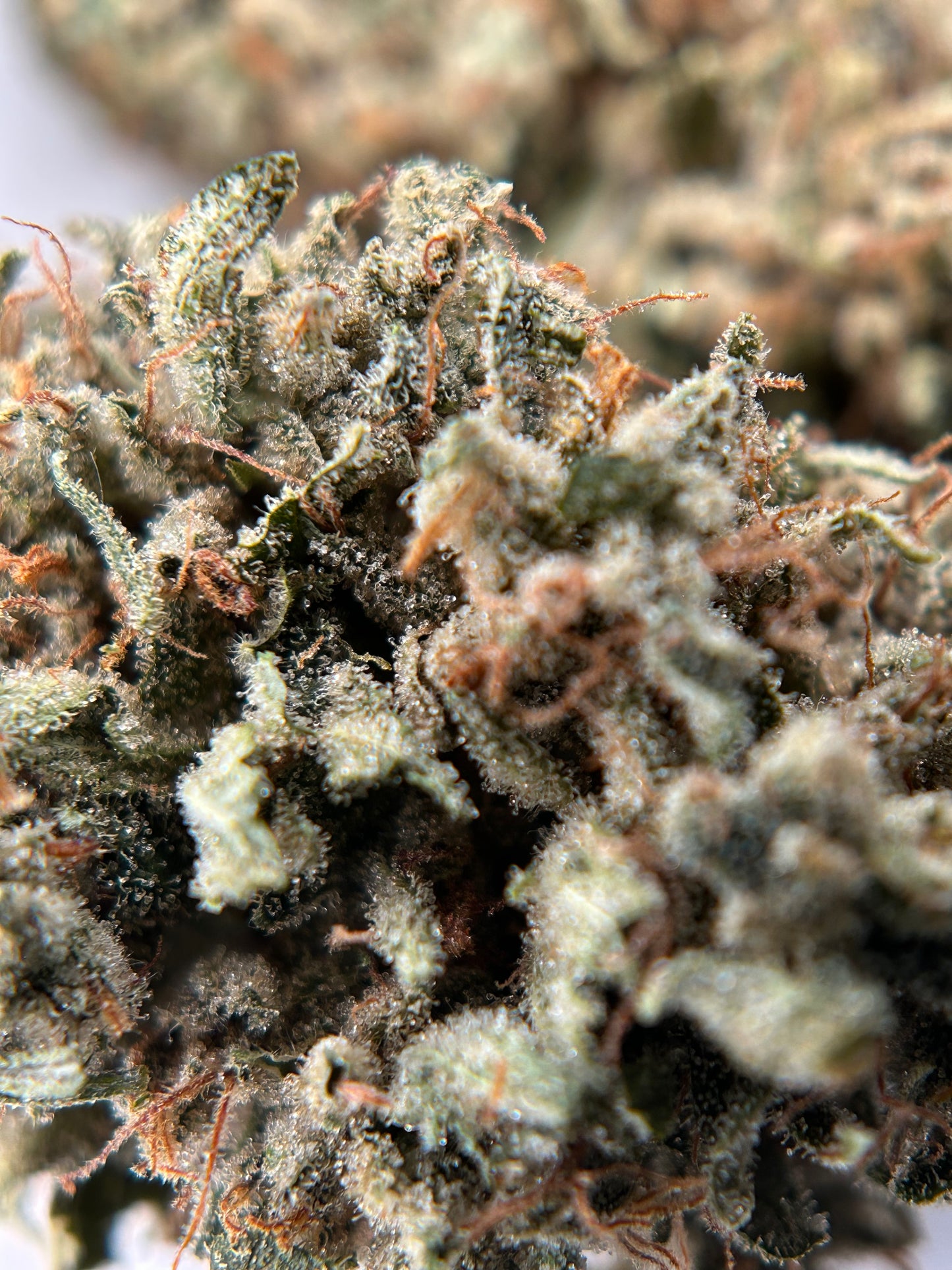 PINEAPPLE HAZE INDOOR Happy Pousse 🇫🇷