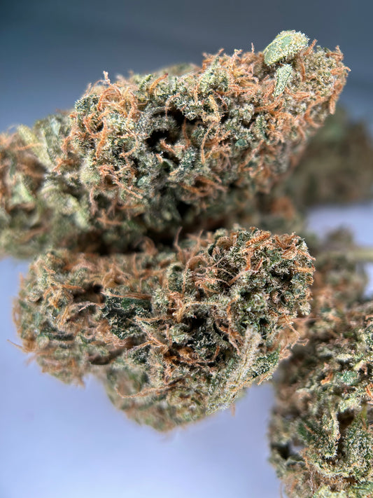 SOUR BAIE INDOOR Happy Pousse 🇫🇷