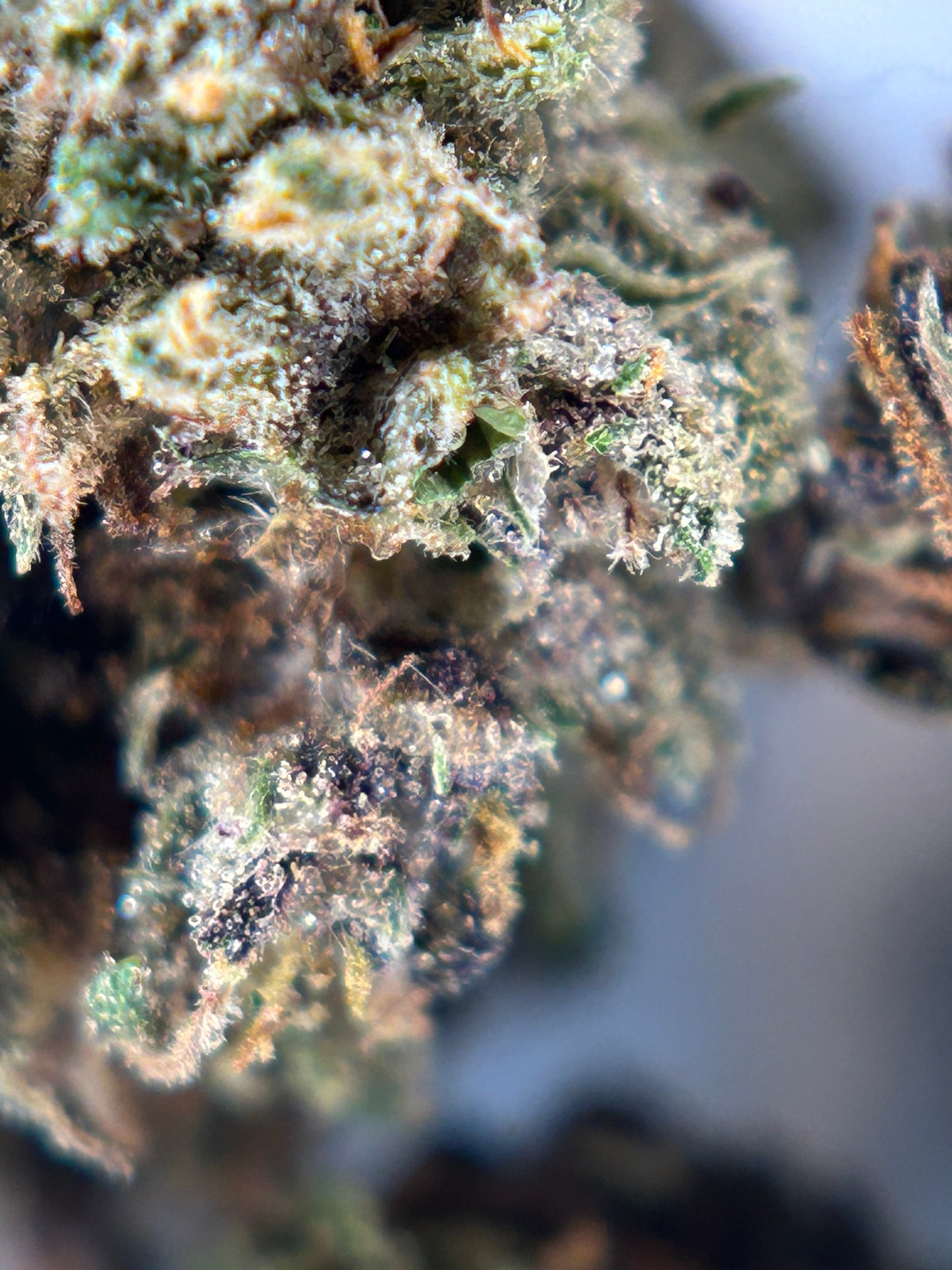 RAINBOW SHERBET Outdoor living soil La tête à l’ouest 🇫🇷